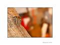 IMG_8778a