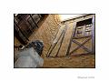 IMG_7612a