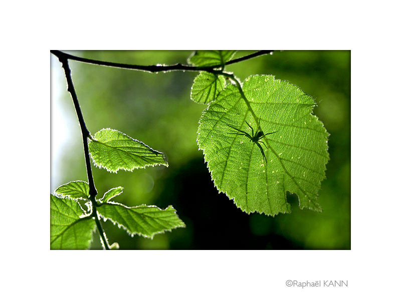 IMG_0628a.jpg