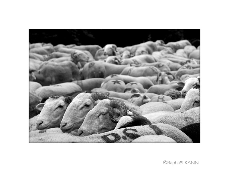 IMG_3580a.jpg
