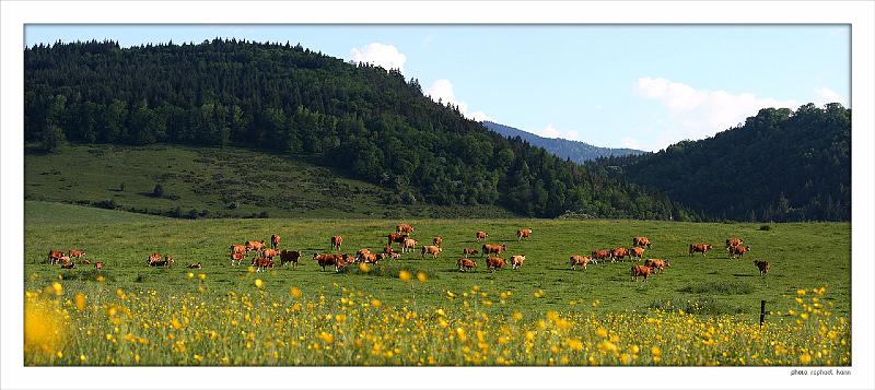 Pano_vaches1.jpg