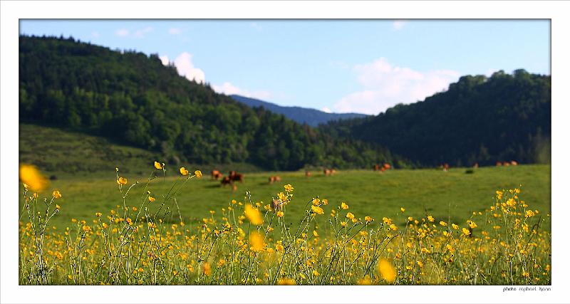 Pano_vaches2.jpg