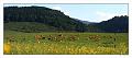 Pano_vaches1
