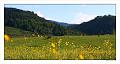 Pano_vaches2
