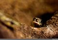 IMG_0723R_N