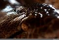 IMG_0737R_N