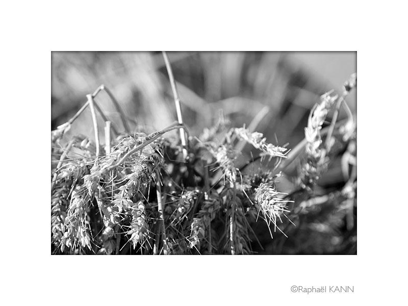 IMG_4926a.jpg