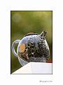 IMG_2051a