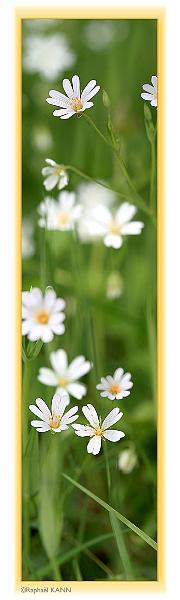 Pano_Fleur_02_expo.jpg