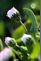 IMG_6933R
