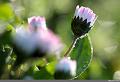 IMG_6957R