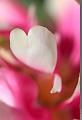 IMG_7315R