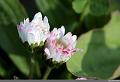 IMG_7367R