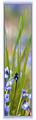Pano_Fleur_01_expo