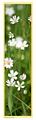 Pano_Fleur_02_expo