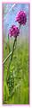 Pano_Fleur_04_expo