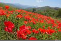 _MG_9762R