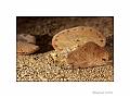 IMG_6610R