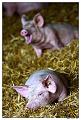 _MG_0296R_Na