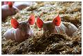 _MG_0462Ra