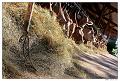 _MG_4966a